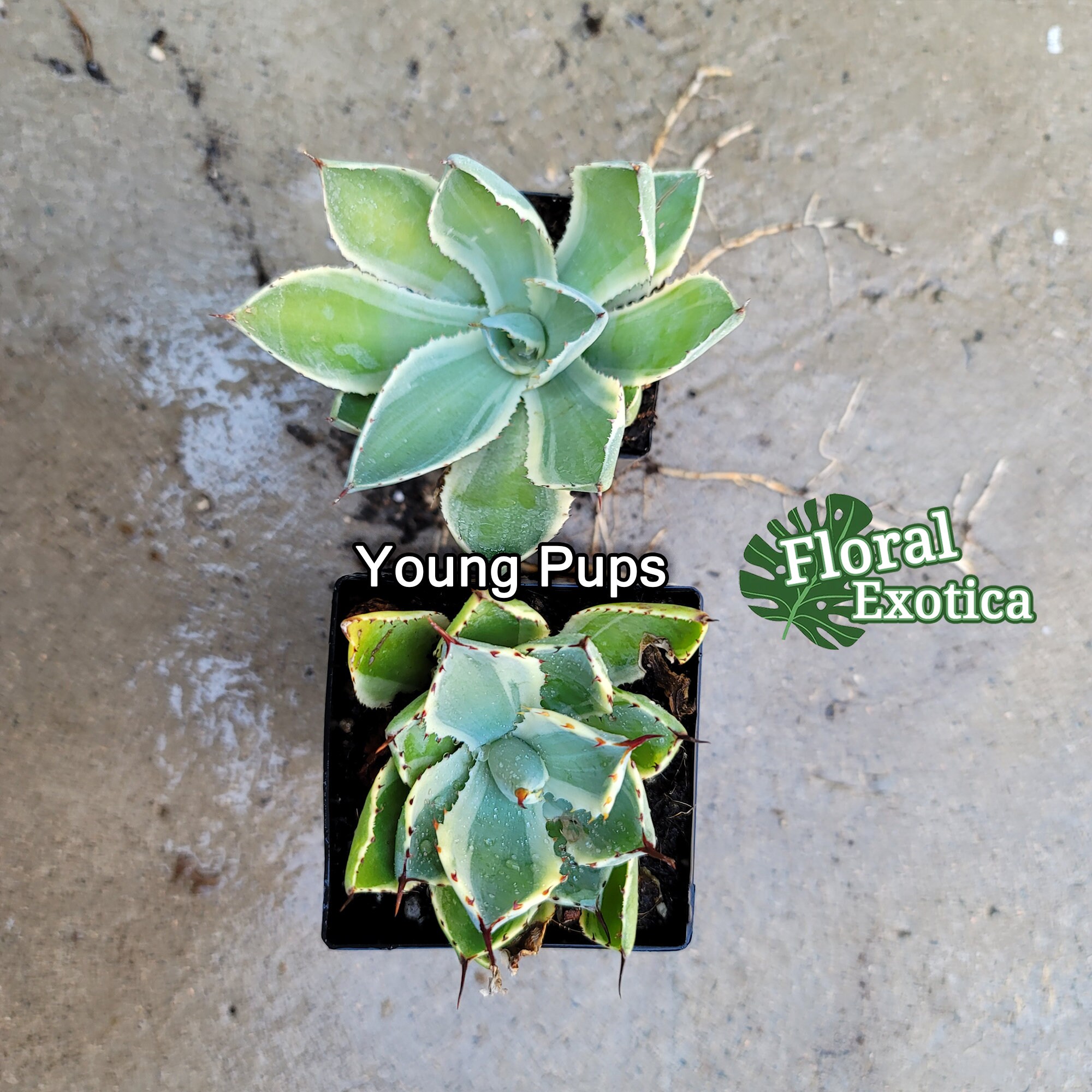 Agave Applanata 