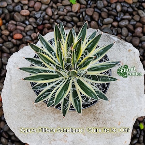 Agave Filifera Schidigera  ‘Shira Ito No Ohi’ - アガベ　シジゲラ　ロイヤルフラッシュ　斑入り - 白系王妃寬覆輪 - 希少植物 - Rare Specimen - 龍舌蘭専門店 - - US Stock - 植物検疫証明書付きで出荷