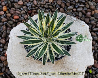 アガベ ボビコルヌータ 限定値下げ Variegated Agave Bovicornuta - ボビコルヌータ アガベ斑入り