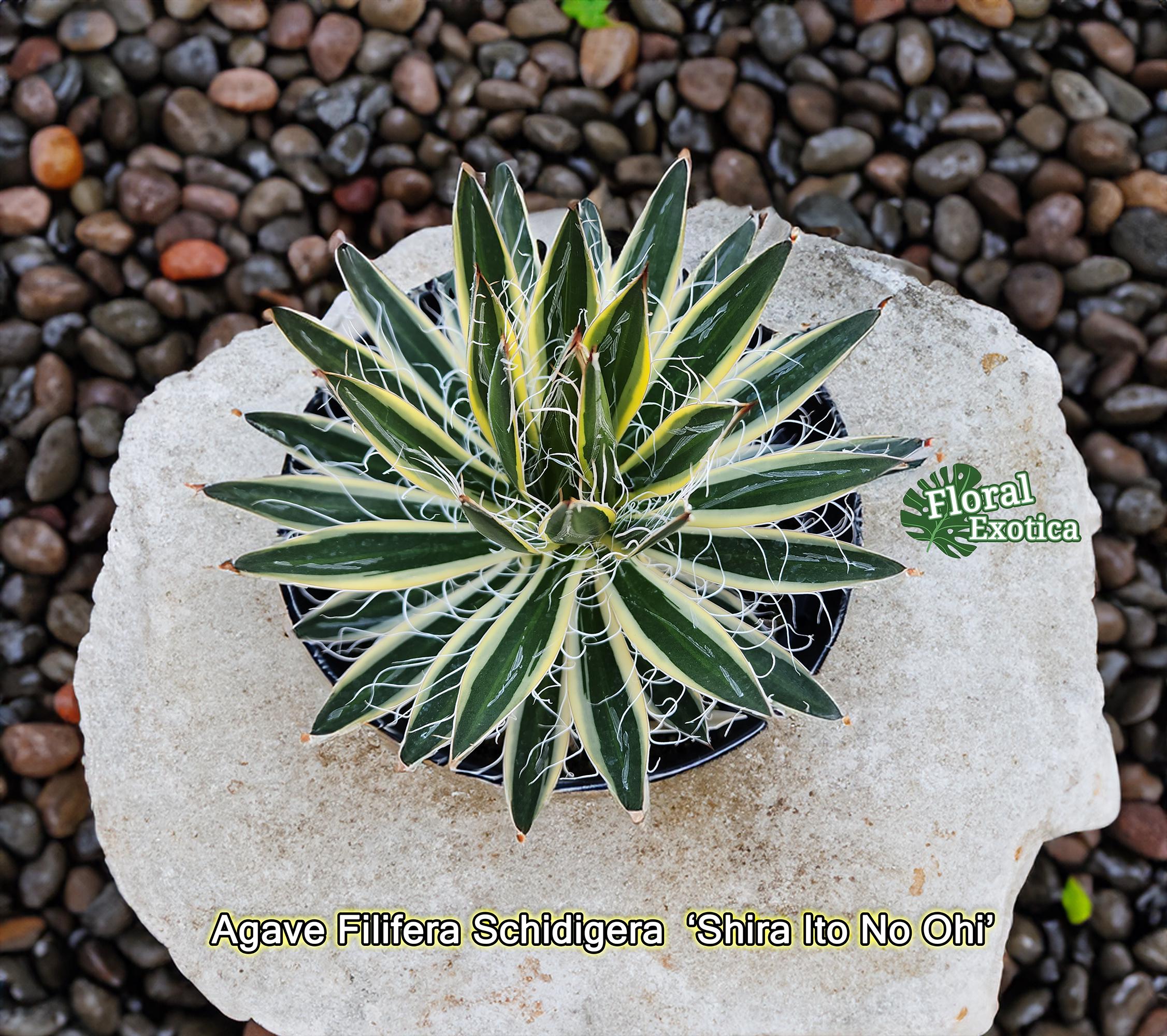 アガベ　ロイヤルフラッシュ アガベシジゲラロイヤルフラッシュ斑入り - Etsy México