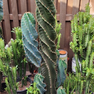 Large Cereus Peruvian 'Spiralis' Spiral Cactus Specimen Majestic Pillar Stable Spirals Free Shipping image 1