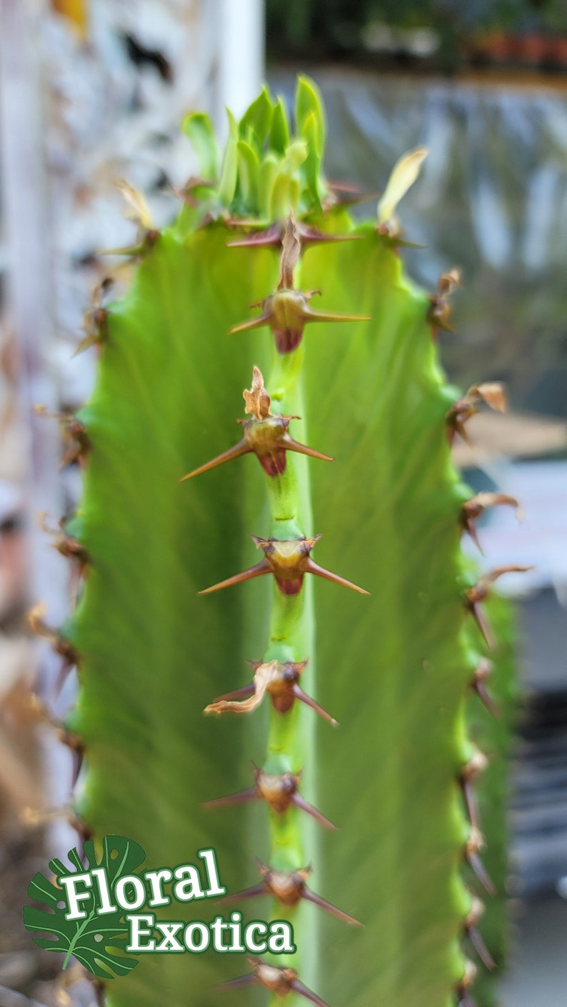 Euphorbia Chocolate Drop Armed Euphorbia Cactus African Etsy