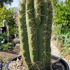 Trichocereus Terscheckii - Argentine Saguaro - Cardon Grande Cactus - Tall Branching Columnar Cactus