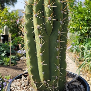 Trichocereus Terscheckii Argentine Saguaro Cardon Grande Cactus Tall Branching Columnar Cactus image 1