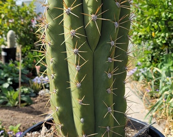 Trichocereus Terscheckii - Argentine Saguaro - Cardon Grande Cactus - Tall Branching Columnar Cactus