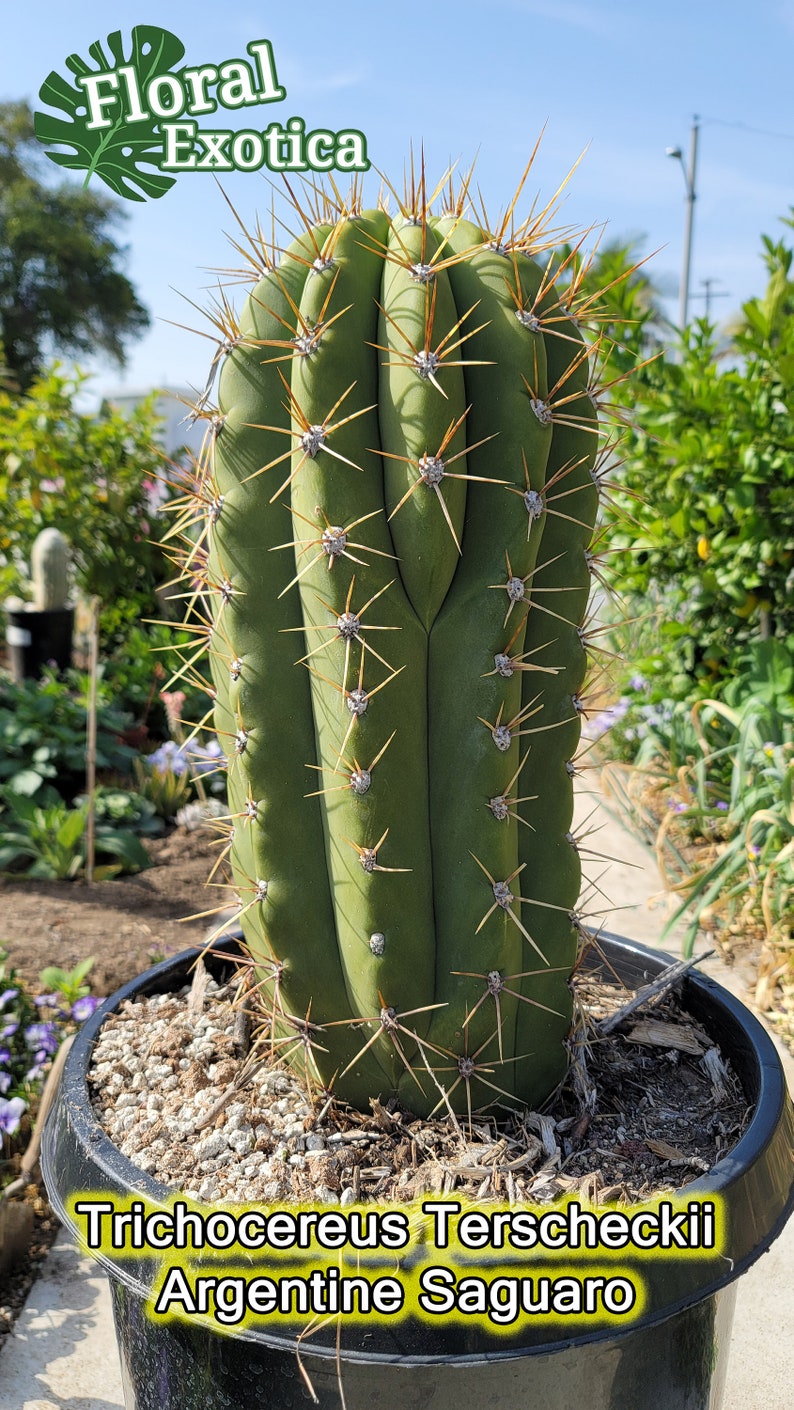 Trichocereus Terscheckii Argentine Saguaro Cardon Grande Cactus Tall Branching Columnar Cactus image 1