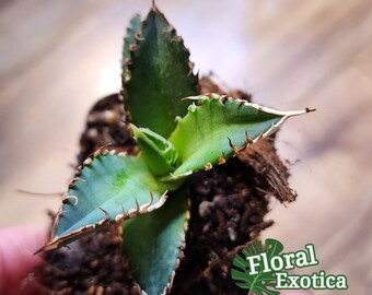 Agave Titanota 'red Catweazle' - 
