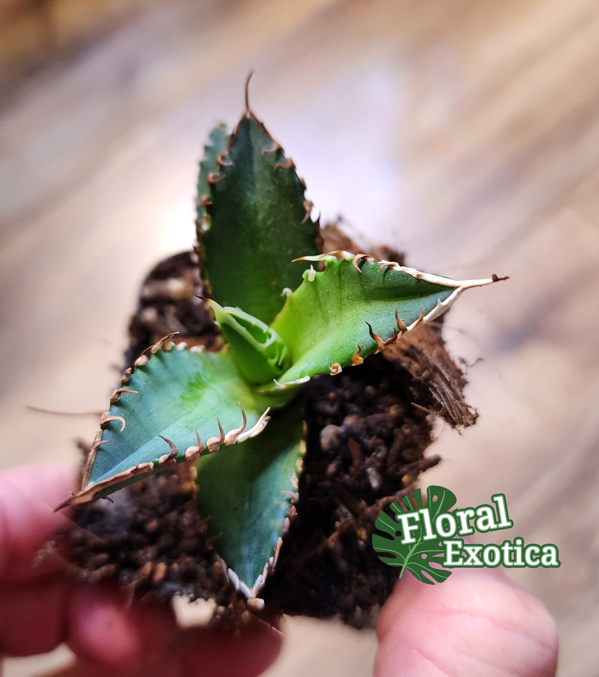Agave Titanota 'red Catweazle' - 