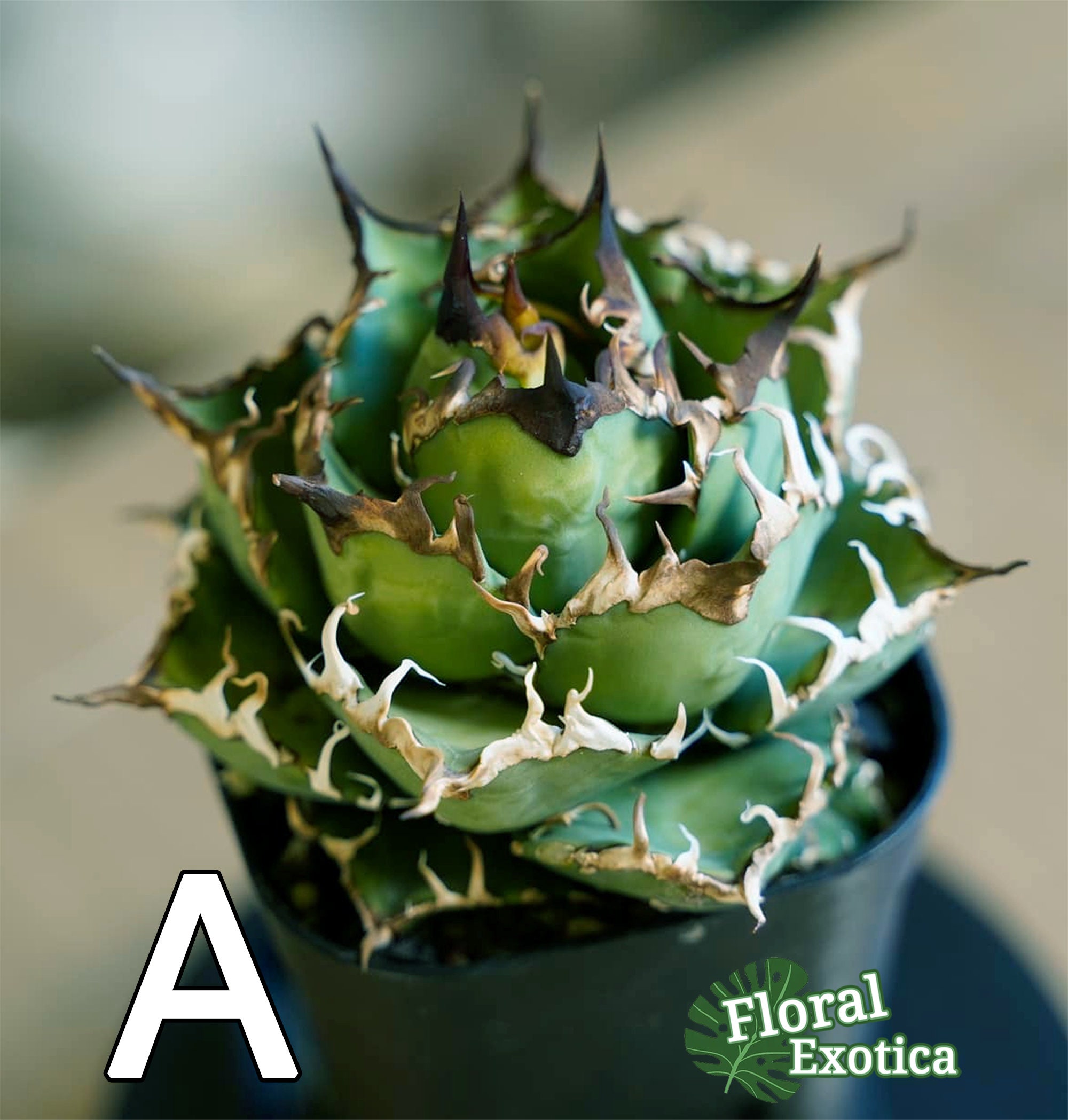 Agave Titanota 'Caesar' - アガベ チタノタ “シーザー” - 凱撒 Agave Titanota 'Caesar' - アガベ チタノタ “シーザー” - 凱撒