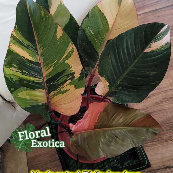 Philodendron Red Congo - Planta colectora RARO de alto perfil - Solo a través de pedido especial - Mensaje para obtener más detalles