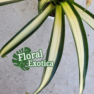 Fancy Bromeliad Guzmania George RARE Variegated Guzmania Highly Acclaimed Variegated Foliage image 5