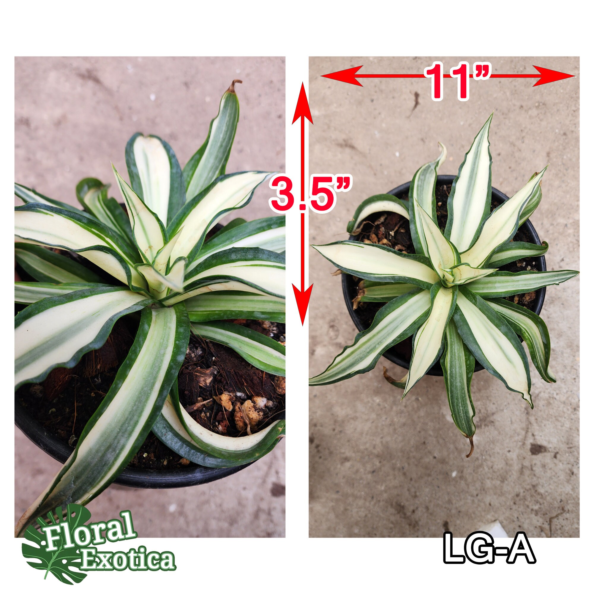 Variegated Agave Desmetiana: MP Collector Agave, 