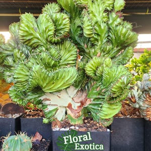 Premium Grade Moon Cactus - Single or Set - Hand Pick of Finest Quality - Spectacular