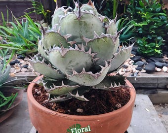 Agave Oteroi/titanota 'FO-076' (EXACT ONE) - Etsy Canada