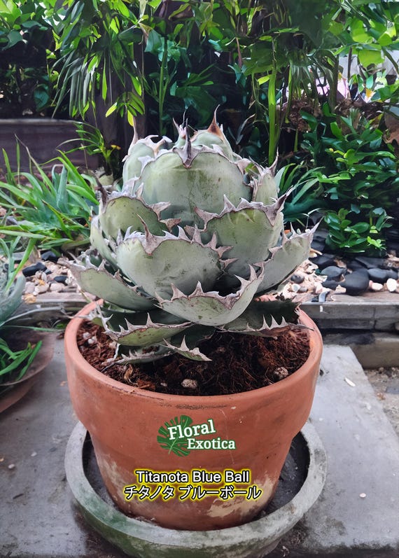 Titanota Black and Blue [blue Ball] - チタノタ ブルーボール - 籃球