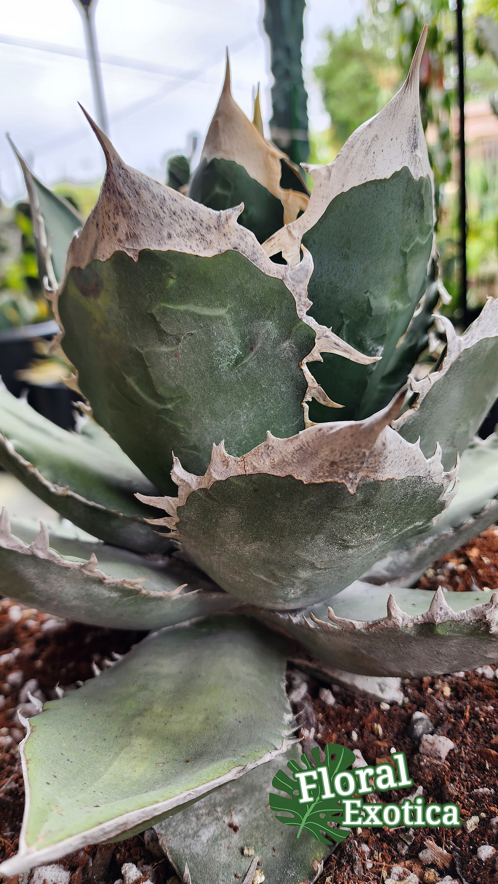 【美株】アガベSAD Agave South Africa Diamond Titanota South African Diamond (SAD) - アガベ チタノタ 南アフリカ