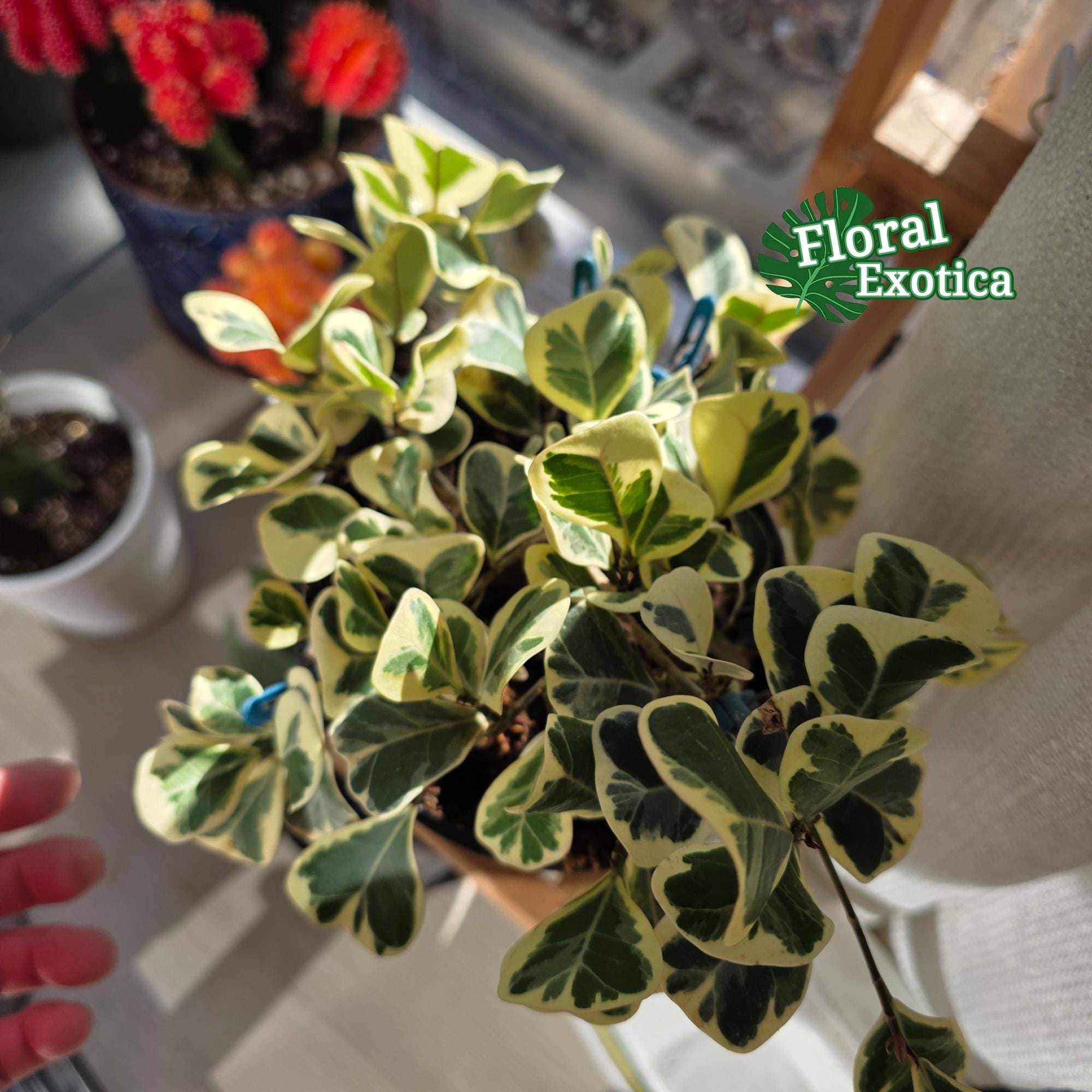 hngeampel mit knstlicher pflanze Knstliche Hnge-Leuchterblume - Konrad | 50 cm