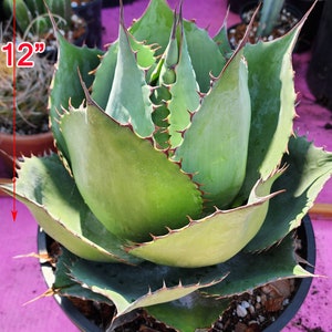 Agave Parrasana &#39;Globe&#39; Specimen - Premium Select - アガベパラサナ グローブ - 龍舌蘭専門店 - Specialty Agave Shop - US Stock - 植物検疫証明書付きで出荷