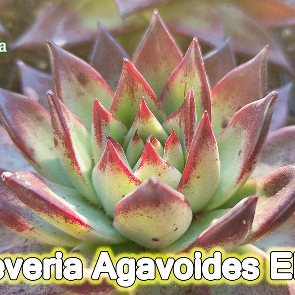 True Echeveria Agavoides Ebony - Exotic Succulent - Intensive Color - Ideally Grown - Free Shipping