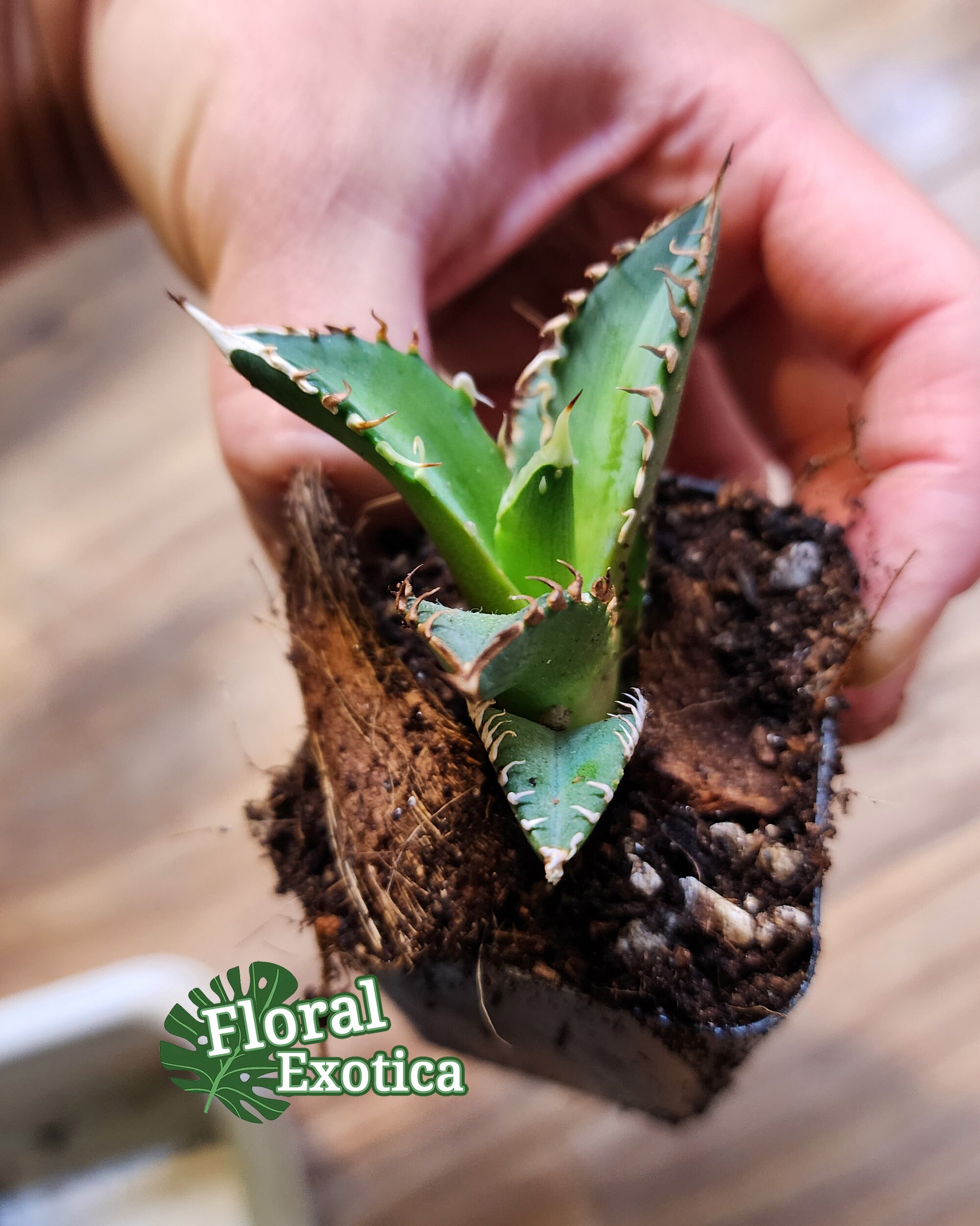Agave Titanota 'red Catweazle' - 