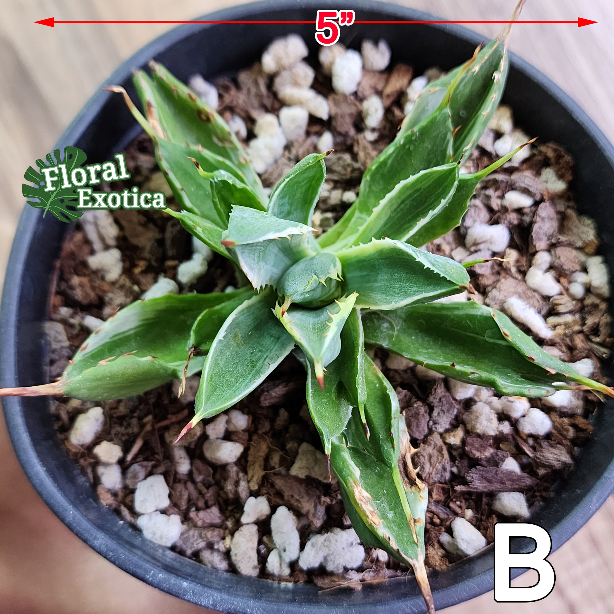 Agave Potatorum Cubic Alba Variegated アガベ ポタトラム Agave Potatorum Cubic Alba Variegated アガベ ポタトラム