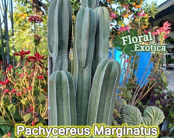Pachycereus Marginatus - Mexican Fence Post Cactus - Columnar Cactus