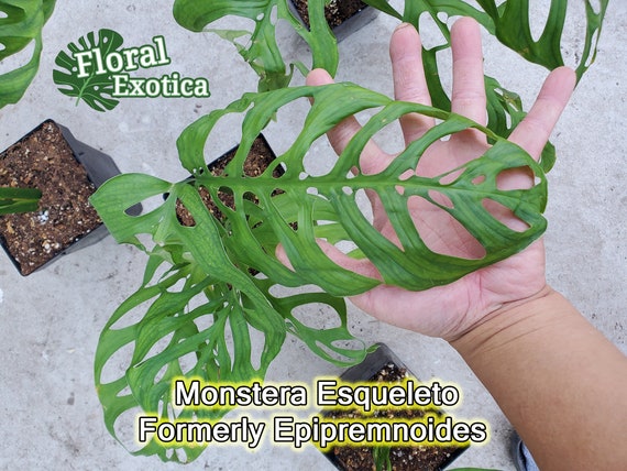 Monstera Esqueleto Formerly Monster Epipremnoides Extra Etsy