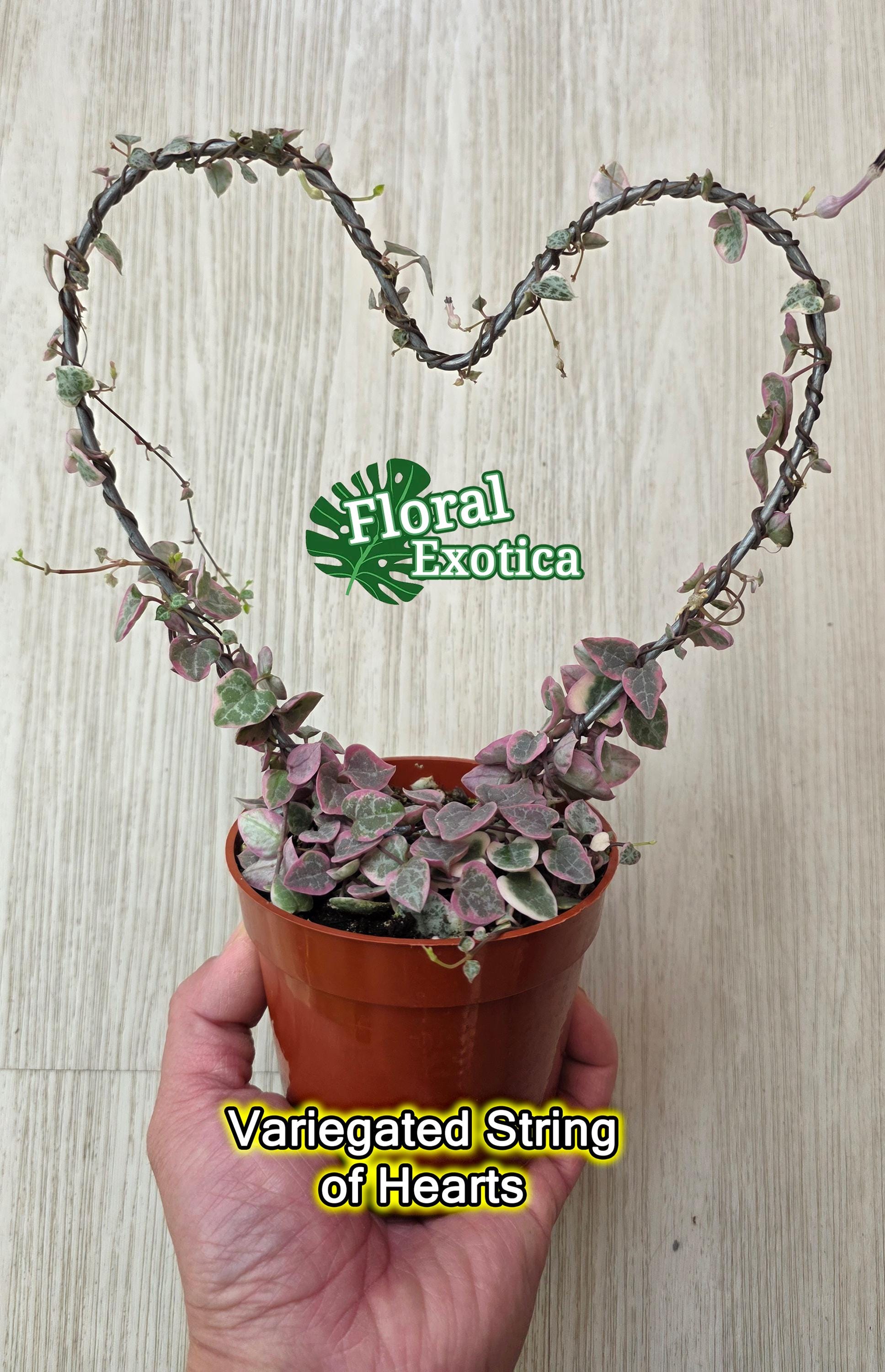 Variegated String of Hearts Plant - Ceropegia Woodii - Etsy
