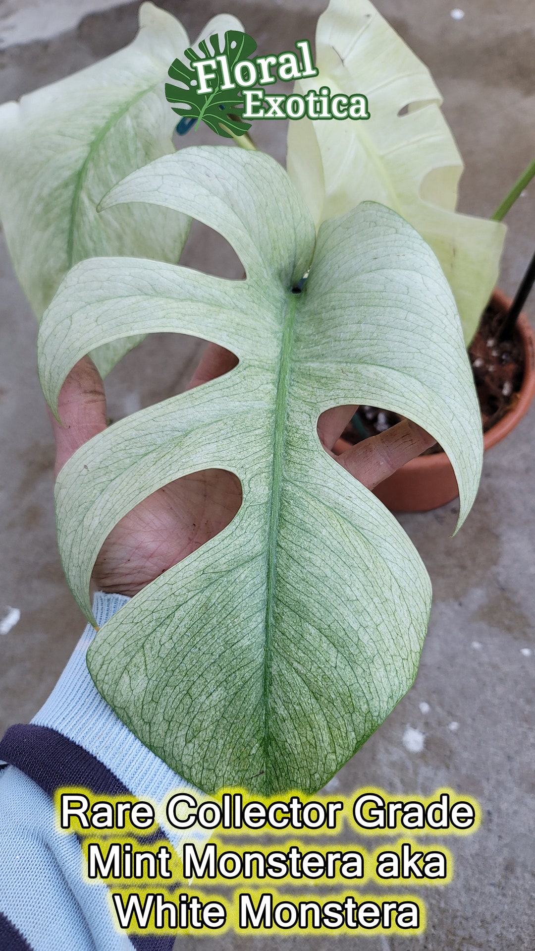 観葉植物Monstera Deliciosa White Monster 天津蘭　厳選株