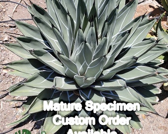 Agave Ferdinandi-regis - Agave Nickelsiae - King of Agaves - Triangular  Leaves With White Silver Marking - Unusual - Etsy