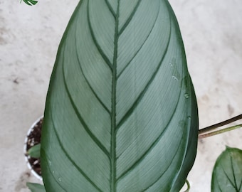 Calathea Setosa - 'Grey Star' - Prayer Plant - Stunning Foliage