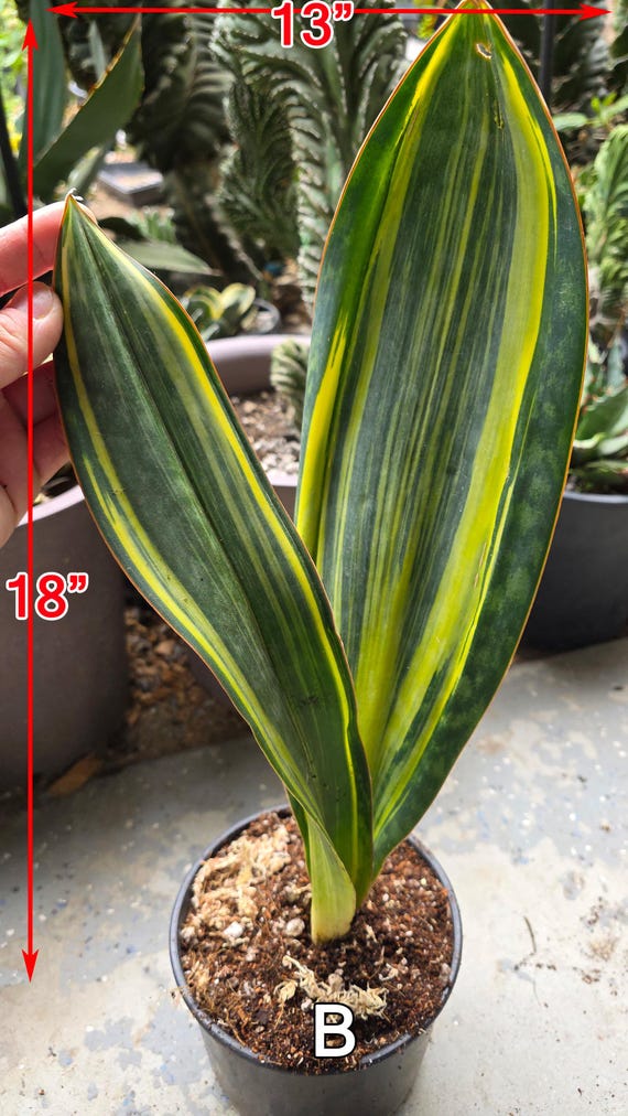 Buy Sansevieria Masoniana: Variegated Leaves - for Collector Online in  India - Etsy