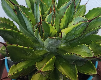 60\r株 多肉植物 アガベ　ポタトラム　キュービック Agave Potatorum Cubic Variegated - アガベ ポタトラム キュービック