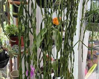 Rhipsalis Paradoxa - Chain Cactus