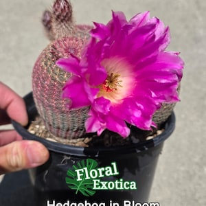 Rainbow Hedgehog Cactus - Echinocereus Rigidissimus Rubrispinus - Free US Shipping