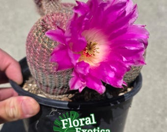 Rainbow Hedgehog Cactus - Echinocereus Rigidissimus Rubrispinus - Free US Shipping
