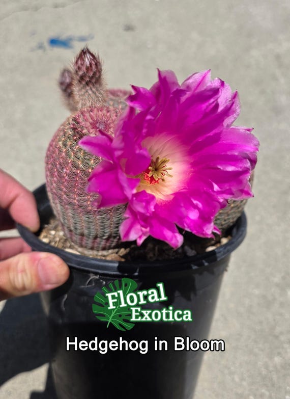Rainbow Hedgehog Cactus - Echinocereus Rigidissimus Rubrispinus - Free US  Shipping - Etsy