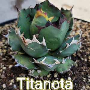 Titanota Kyoto - Rare Collector Agave - Compact Ornamental - Ultra Premium Grade Rare Collect Agave