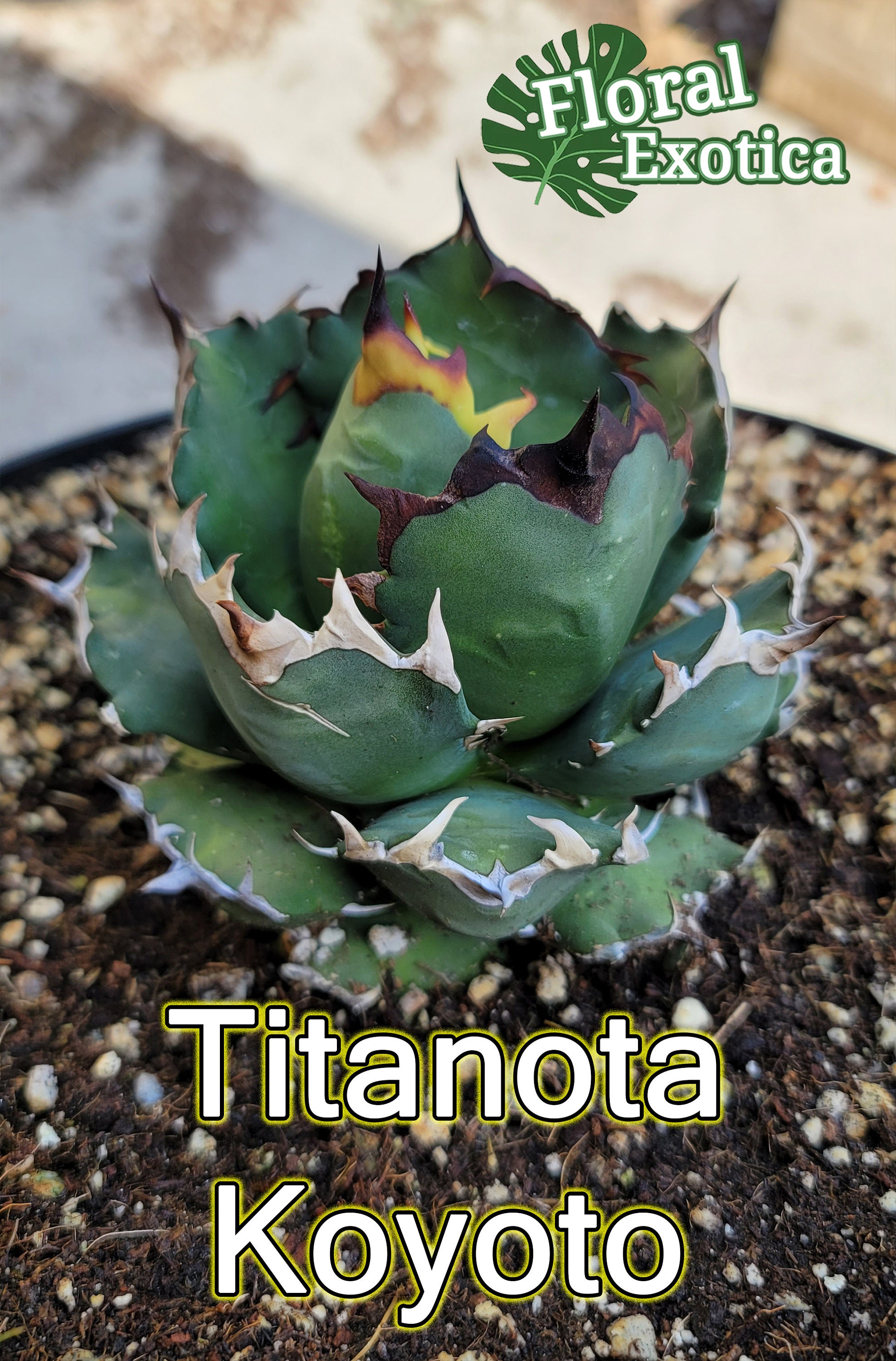 Titanota Kyoto - Rare Collector Agave - Compact Ornamental Titanota Kyoto - Rare Collector Agave - Compact Ornamental