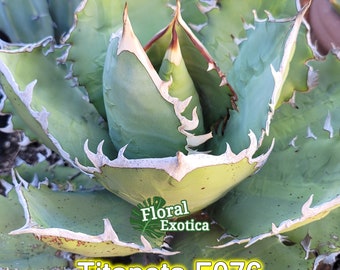 Titanota F076 A2 - Rare Collector Agave - Pup Division - Ultra Premium Grade Rare Collect Agave