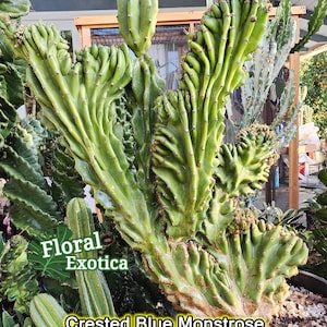 Crested Blue Monstrose Peruvian Cactus - Large Collector Display Specimen - Exact Specimen