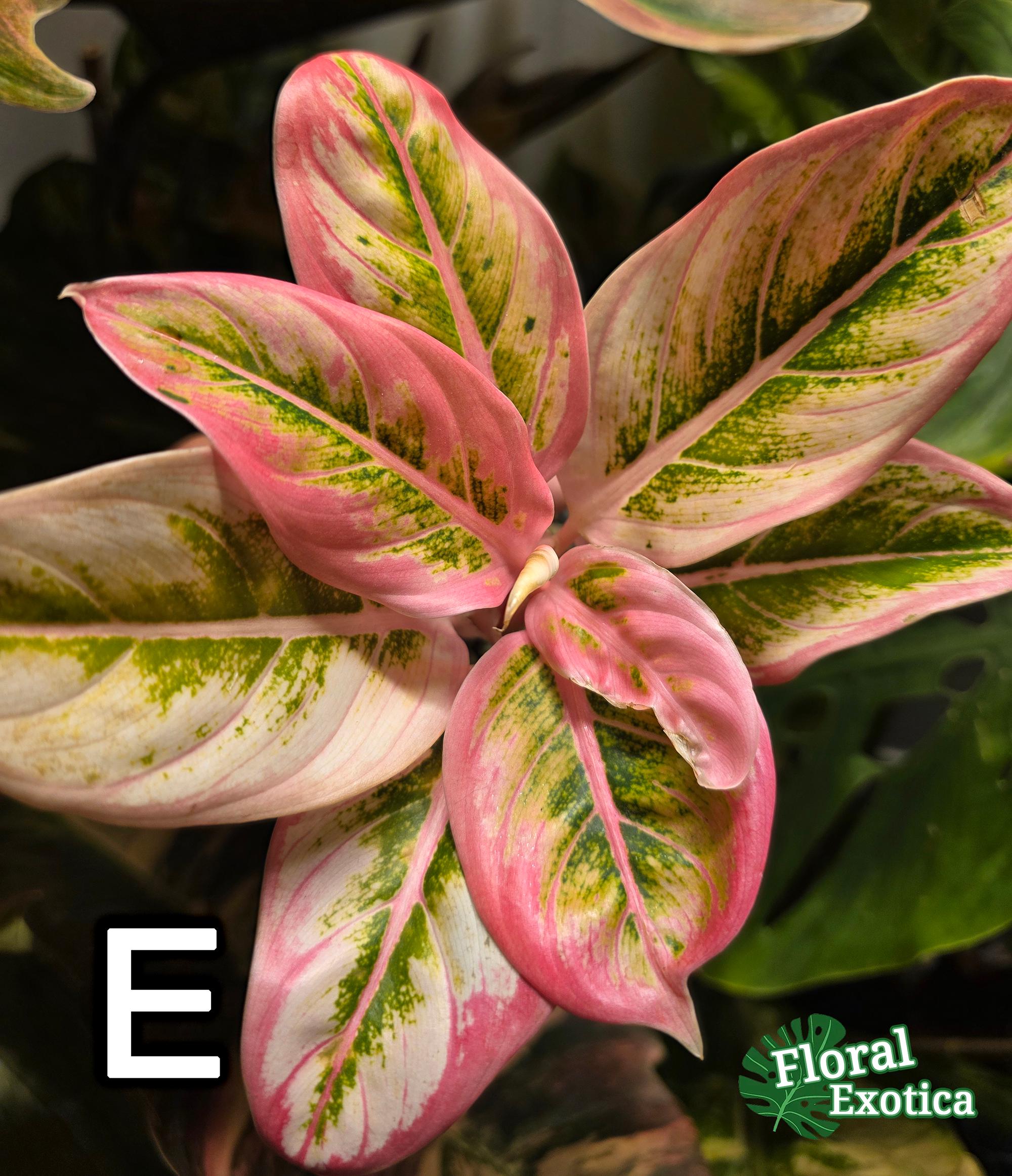 Aglaonema Lotus Delight Plant - Etsy