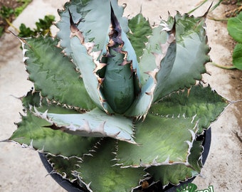 Agave Titanota Lion's Mane \"獅毛\" Titanota 