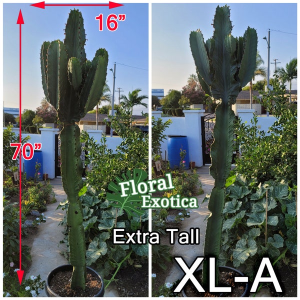 Euphorbia Accurensis  - Armed Cactus Sculpture - Architectural Cactus - African Candelabra