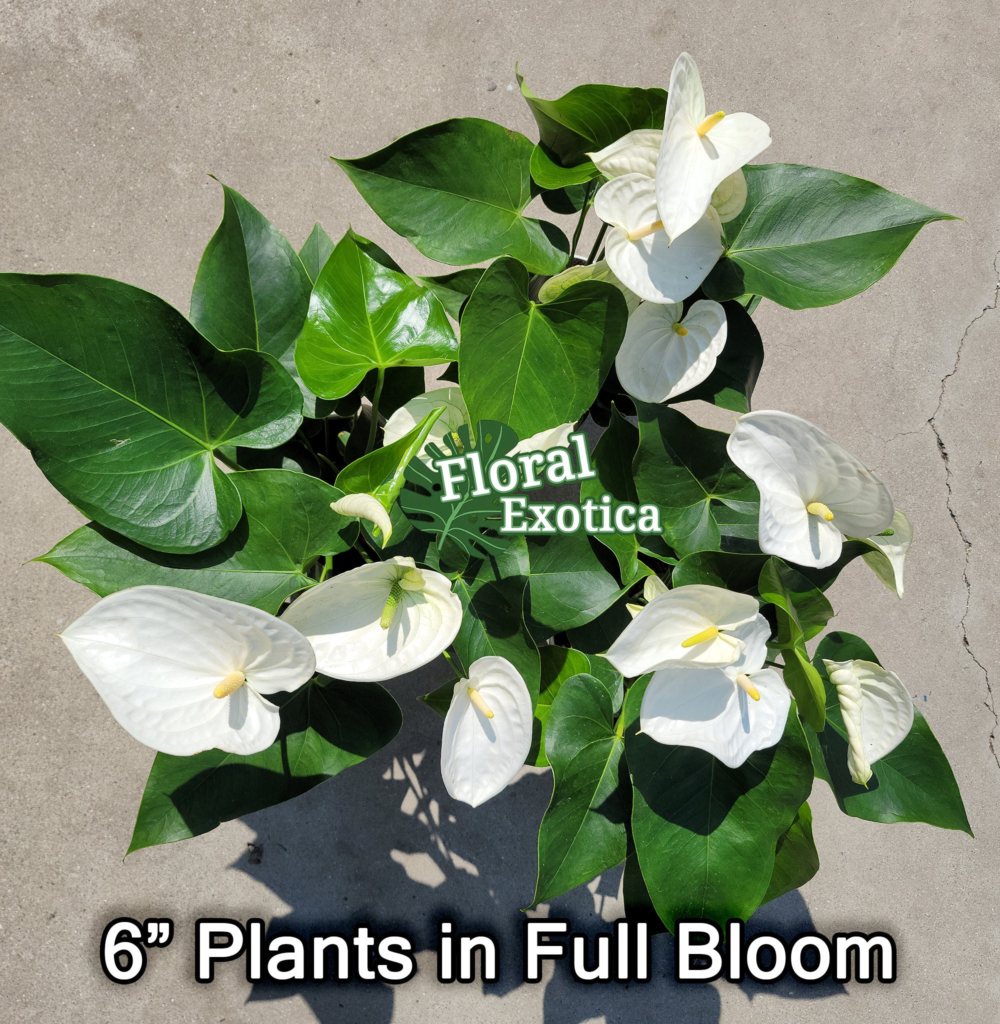 fertilizer for air plants 8oz Air Plant Food and Fertilizer