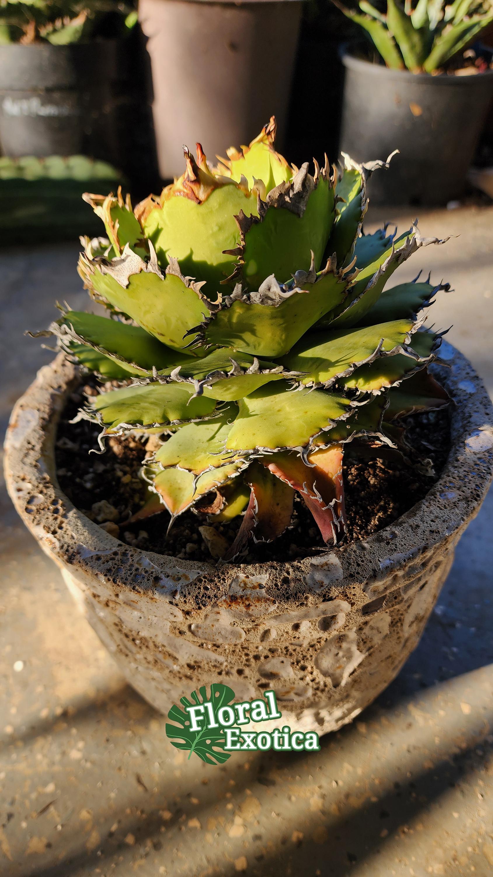 Titanota Filigree Agave - Compact Collector Specimen - Exact Plant