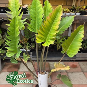 Philodendron Pluto - gerijpt exemplaar in jumboformaat - displayplant - WYSIWYG - snelle verzending in de VS