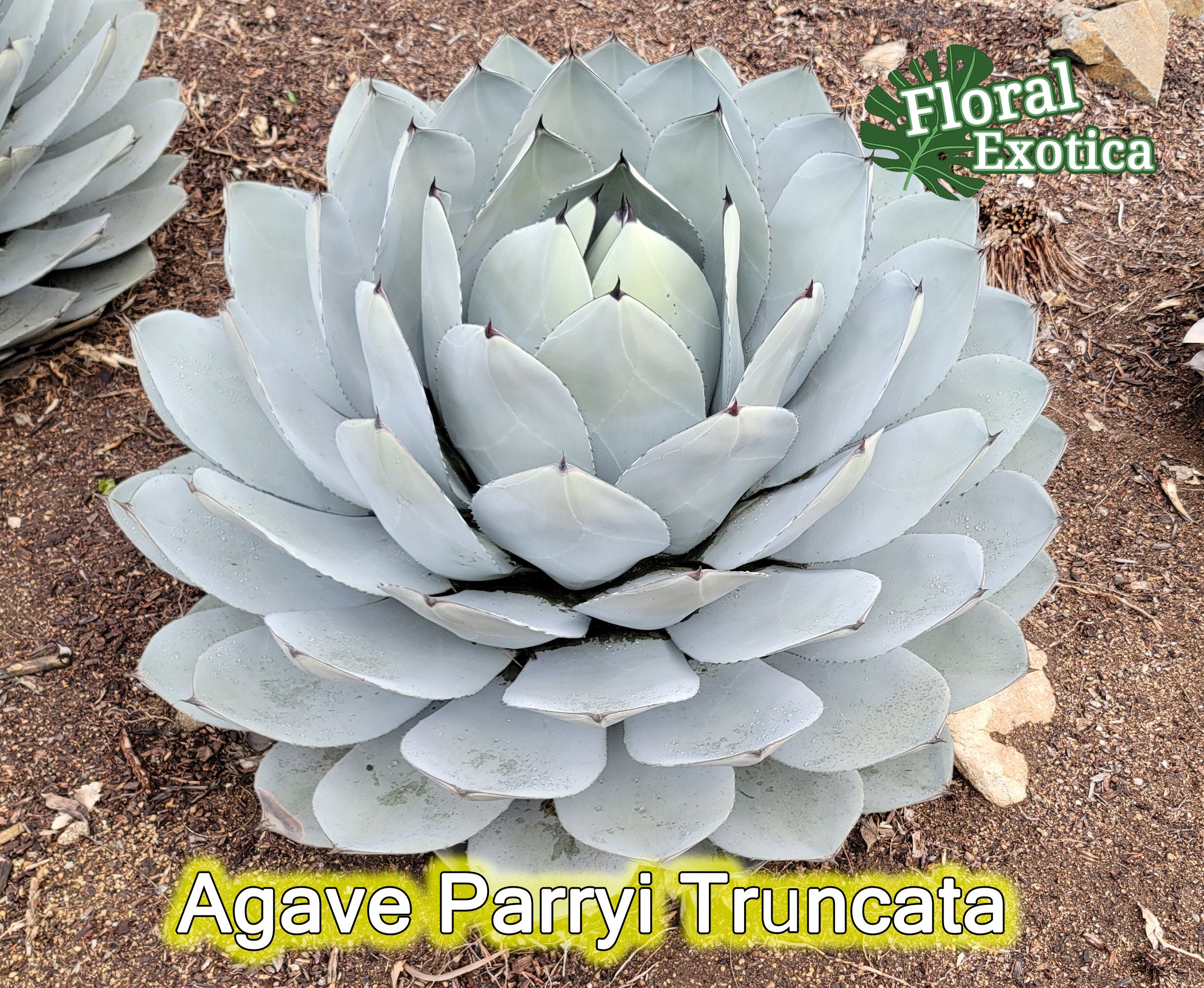 Agave Parryi Truncata アガベ パリー トルンカータ トランカータ 龍舌