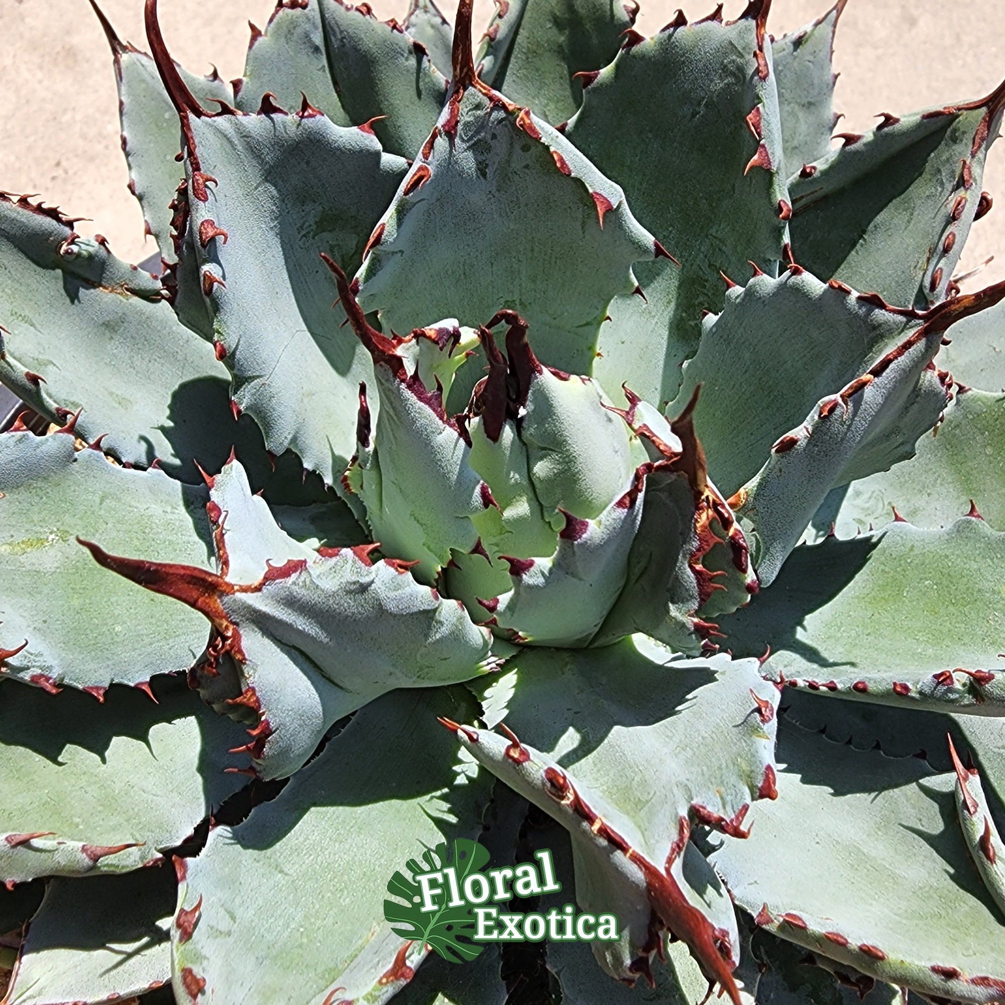 Agave Potatorum 'cubic': Thick Leaf Rosette, Collectible Cultivar