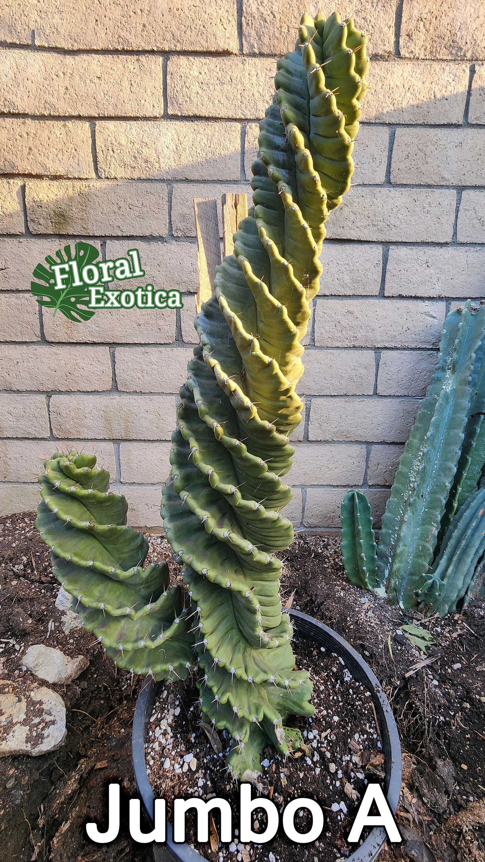 mammillaria tezontle Mammillaria polythele 'Toluca' – DesertScapeSucculent main image 0